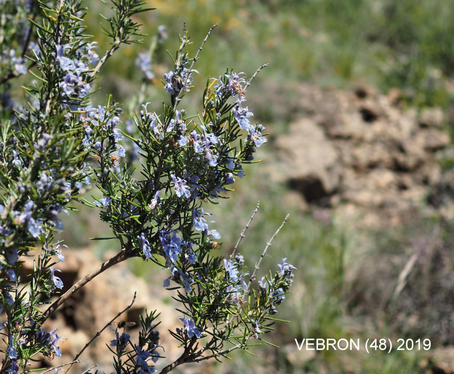 Rosemary